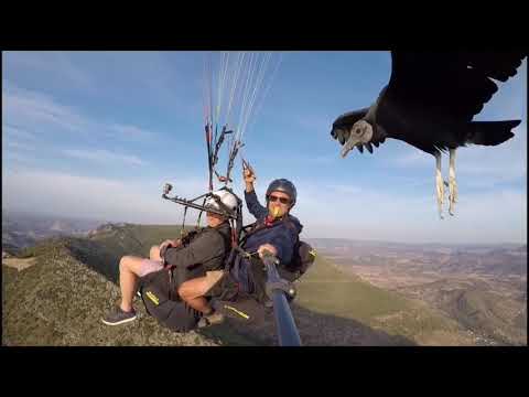 Vulture Joins Paragliders as They Soar Above Spanish Mountains
