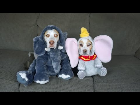 17 Dog Costumes for Halloween: Funny Dogs Maymo &amp; Penny