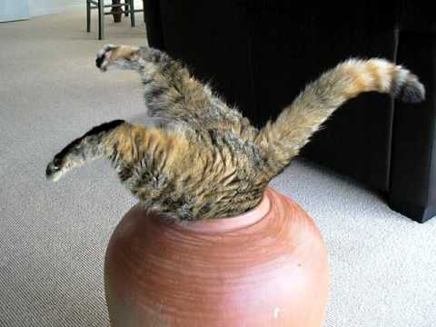Fat Cat in pot (attempt 2)