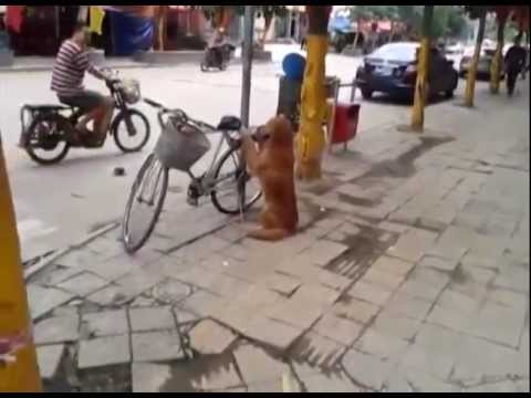 Cão cuida da bicicleta de seu dono ! INCRÍVEL | Bicycle watch dog LOL !
