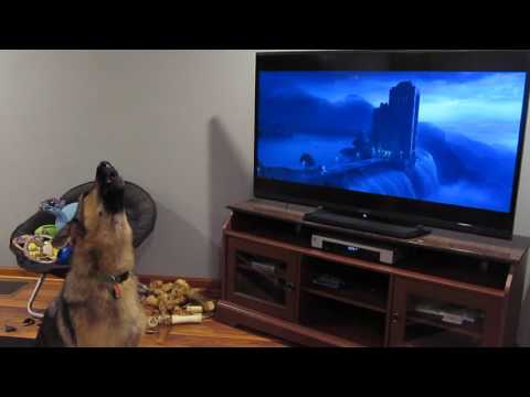 German shepherd howling with wolves from Zootopia♥