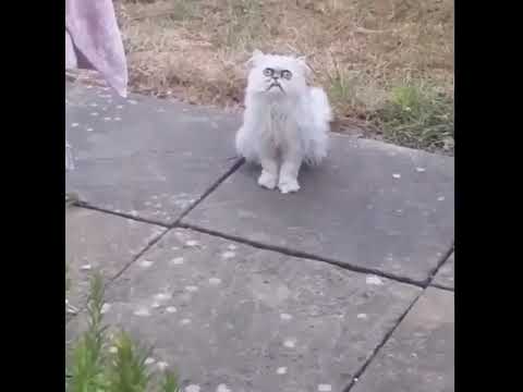 A crazy looking cat at his mom’s house!” 🐱😳😂