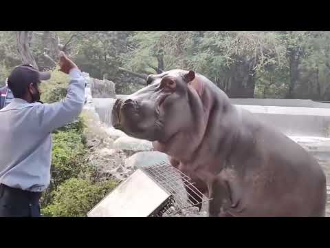 Guard Slapped Hippo Who Trying to come Out side from his Cage
