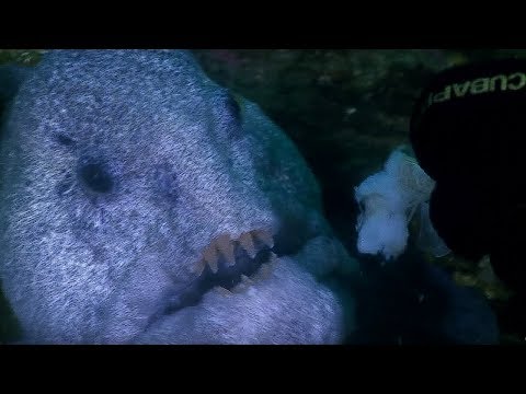 Meeting the Incredible WOLF EEL | Deadly 60 | BBC Earth