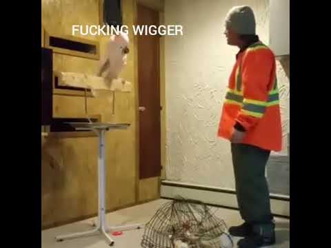 ANGRY PARROT SHOUTS AT OWNER FOR BREAKING HIS CAGE ( WITH SUBTITLES )