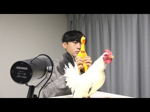 Toto - Africa ( Chicken cover )