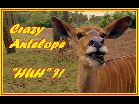 Huh ?!?! Crazy funny talking antelope verrückte lustige Antilope