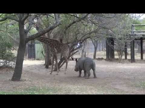 A giraffe kicked a naughty rhino (ORIGINAL VIDEO)