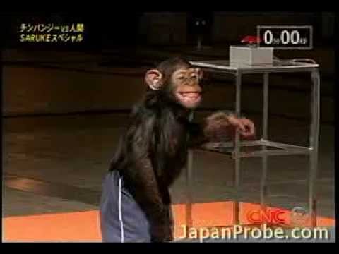 Gomez Chamberlain the Chimpanzee