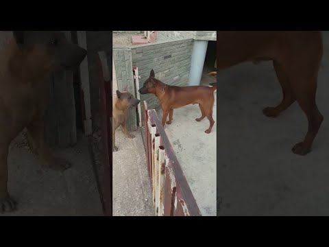 Fence Causes Friction For Dogs || ViralHog
