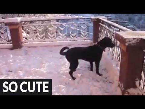 Dog goes absolutely nuts after discovering snow for the first time!