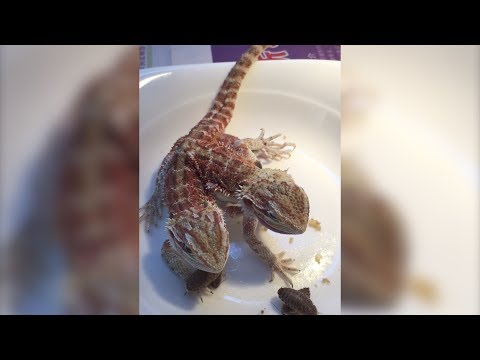 Double-Headed Dragon has a Snack (Storyful, Animals)