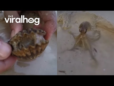 Squid In The Cockle Shell || ViralHog