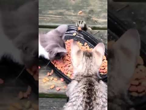 Raccoon Steals Cat Food From Underneath Wooden Deck - 1128081