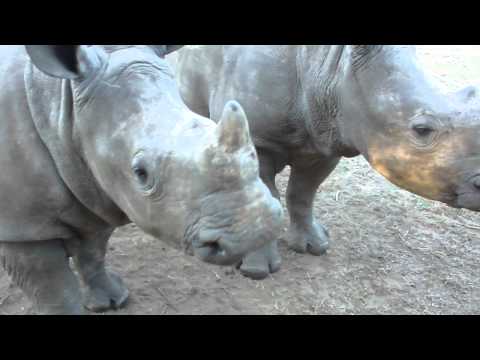 You would never guess this is what a rhino sounds like..