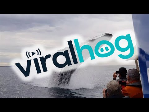 Whale Soaks Sight Seeing Boat || ViralHog