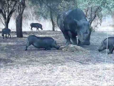 Who said pigs can&#039;t fly? Rhino vs Warthog