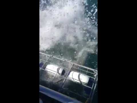 Great White Shark gets head into Shark Diving Cage!!! 03/21/2013 Gansbaai, SA