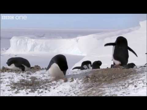Criminal Penguins - Frozen Planet - BBC One