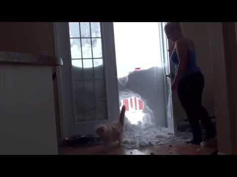 My cat jump through the snowbank