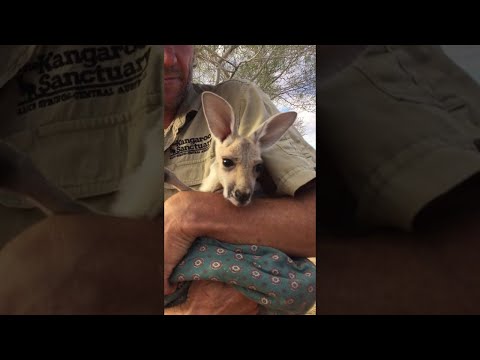 Orphan Baby Kangaroo Loves Her Pouch || ViralHog