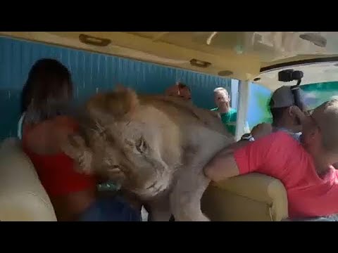 Lion climbs into safari car full of tourists in Crimea