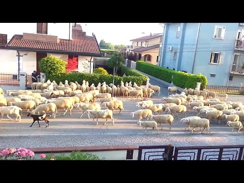 Several sheep stopped to snack on my neighbor&#039;s hedge, I couldn&#039;t stop laughing.