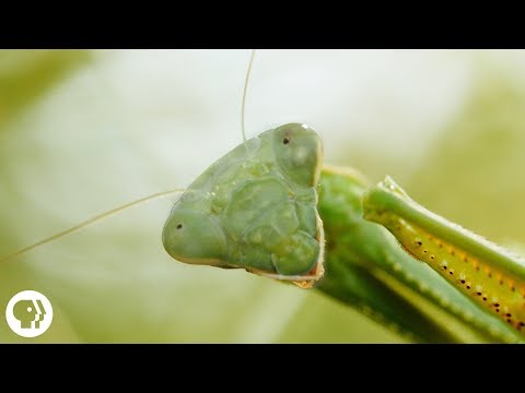 Praying Mantis Love is Waaay Weirder Than You Think | Deep Look