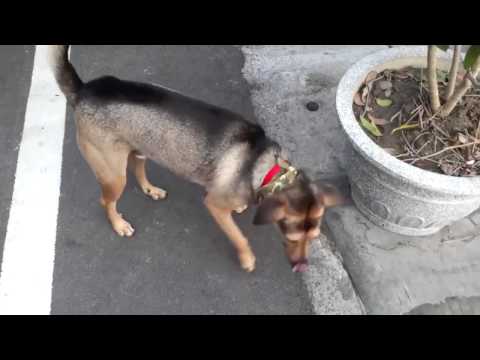 DOG RIDES A SCOOTER LIKE A BOSS IN CHINA | I hype skuterit sikur BOSS