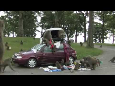 Baboons attack a car with roof luggage