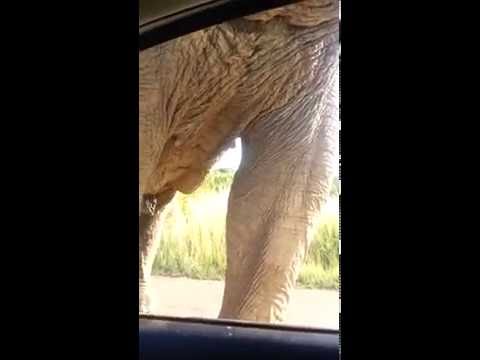 Elephant encounter results in crushed windscreen!