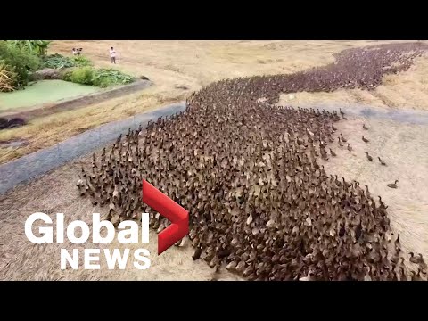 Drone footage follows 10,000 ducks “cleaning” rice paddies in Thailand