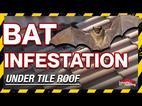 Bat Infestation Under Tile Roof- Roofing Miami, FL