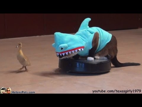 Cat In A Shark Costume Chases A Duck While Riding A Roomba #CatOnRoomba