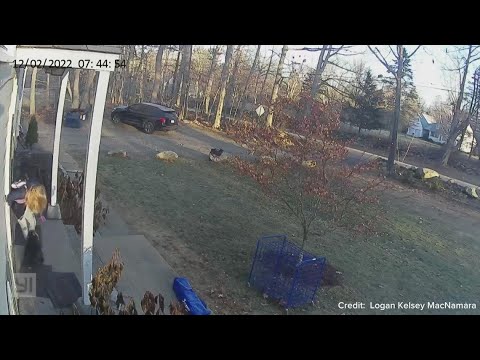 Raccoon attacks girl in Connecticut, mom flings it away | Caught on camera