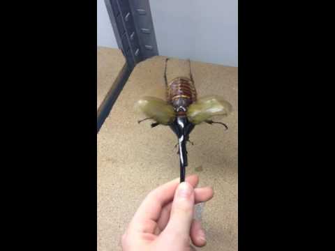 Largest Beetle in the World (Helicopter)