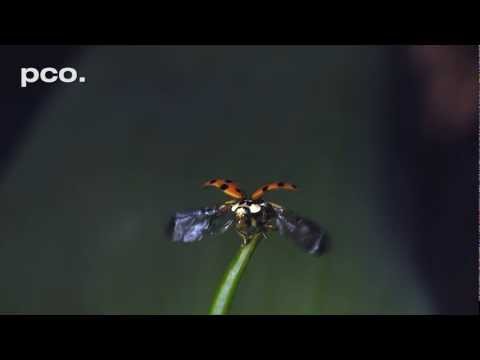Ladybug take off - in slow motion