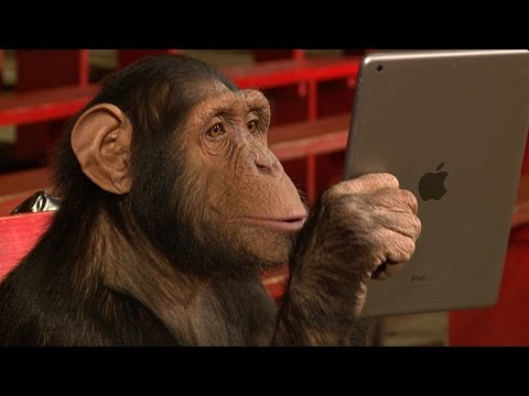 Chimpanzees React To iPad Magic
