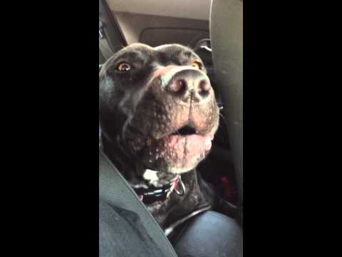 Dog Sings Hello by Adele Buckeye