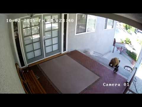 Bears scared away by a 20 pound French Bulldog