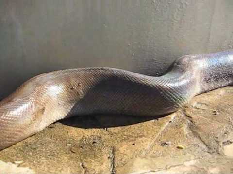 Large Dead Snake / Tote Riesenschlange