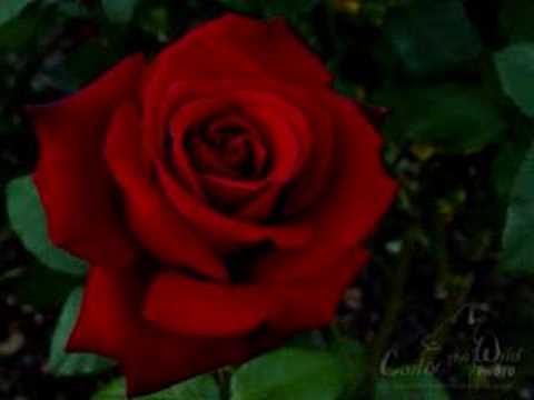Domian - Jule und die Rose