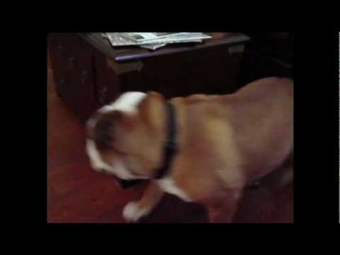 perpetual motion bulldog can&#039;t be stopped