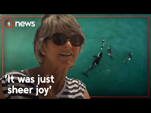 Swimmers ‘life-changing experience’ with orca off Coromandel beach | 1News