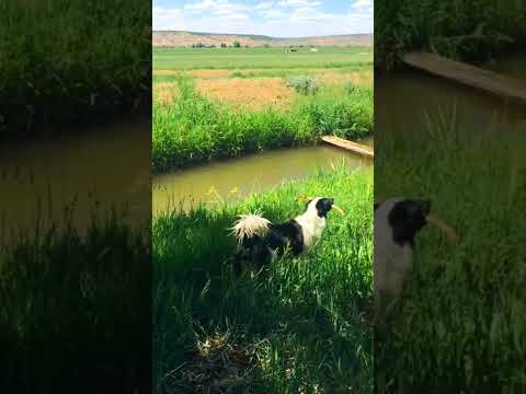 Border Collie Plays Fetch With Itself || ViralHog