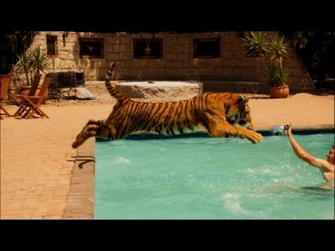Swimming With A Tiger