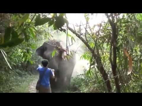 live elephant attack