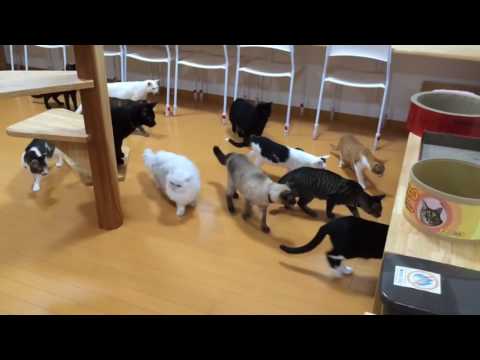 Cats scared by cleaning robot