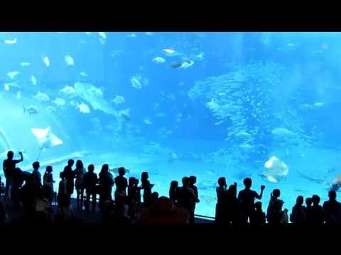 水族館大魚突然死亡 Sudden death of a fish in Okinawa aquarium沖縄美ら海水族館に突然死亡した魚