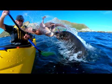 Brutal Octopus slap by a seal caught on GoPro HERO7BLACK in NZ Kaikoura (short story)